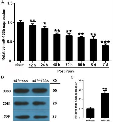 Exosomes Derived From miR-133b-Modified Mesenchymal Stem Cells Promote Recovery After Spinal Cord Injury